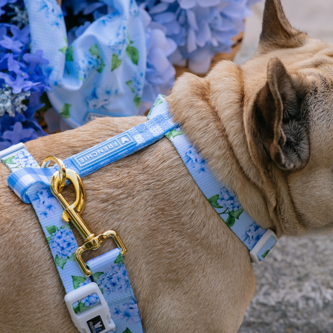 Frenchie Strap Harness - Hydrangea from Frenchie Bulldog