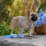 Frenchie Strap Harness - Hydrangea from Frenchie Bulldog