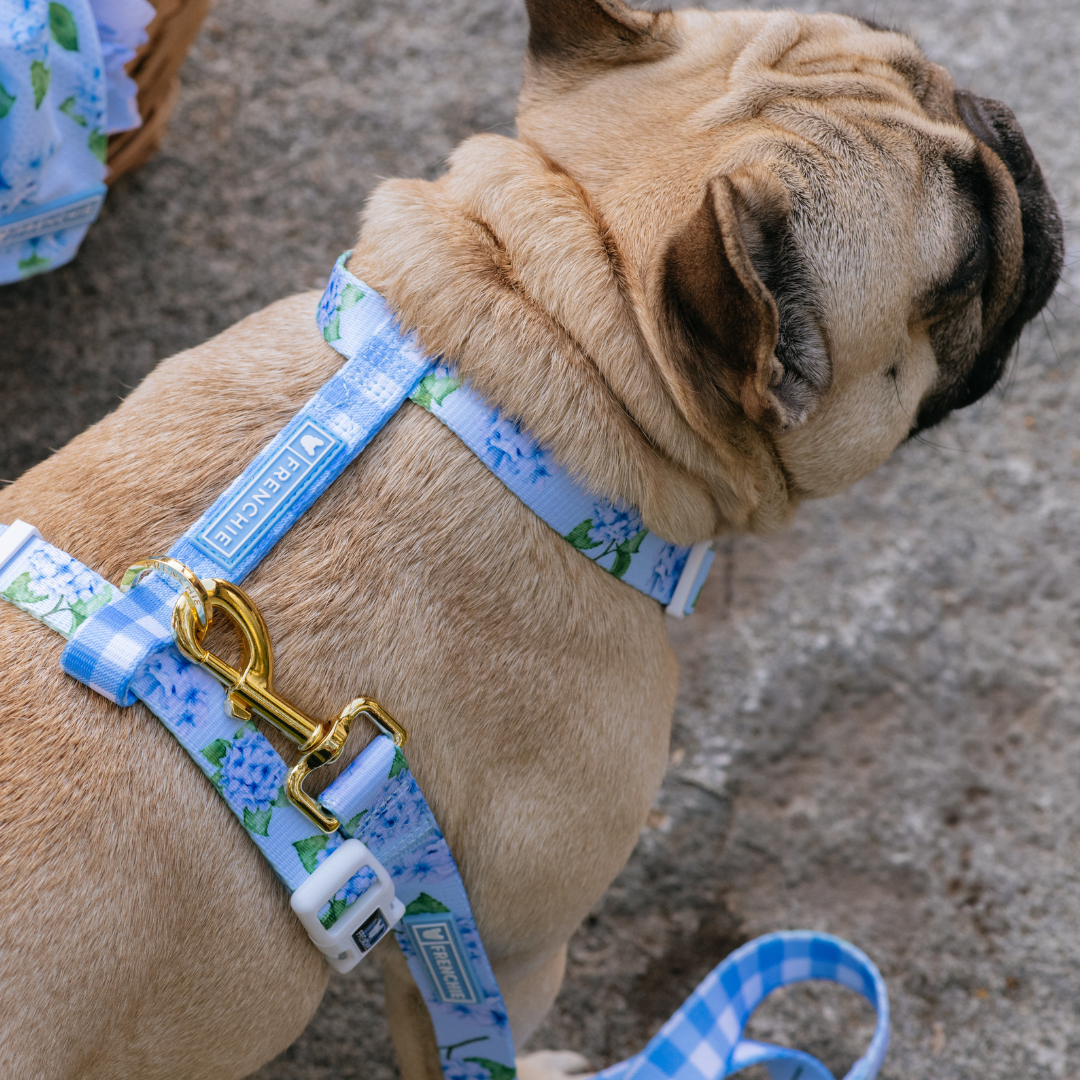 Frenchie Strap Harness - Hydrangea from Frenchie Bulldog