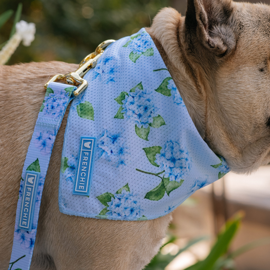 Frenchie Cooling Bandana - Hydrangea from Frenchie Bulldog