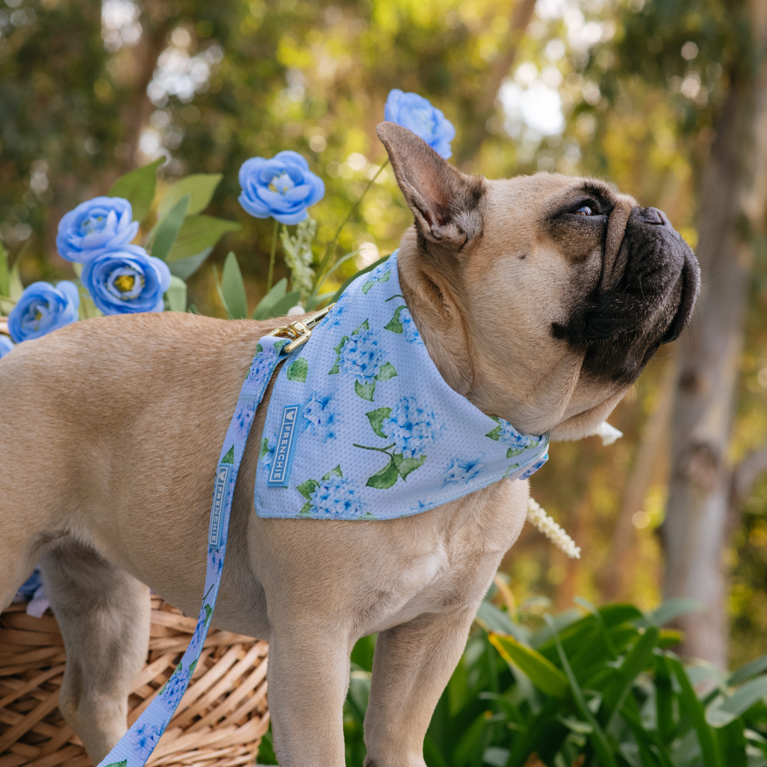 Frenchie Cooling Bandana - Hydrangea from Frenchie Bulldog