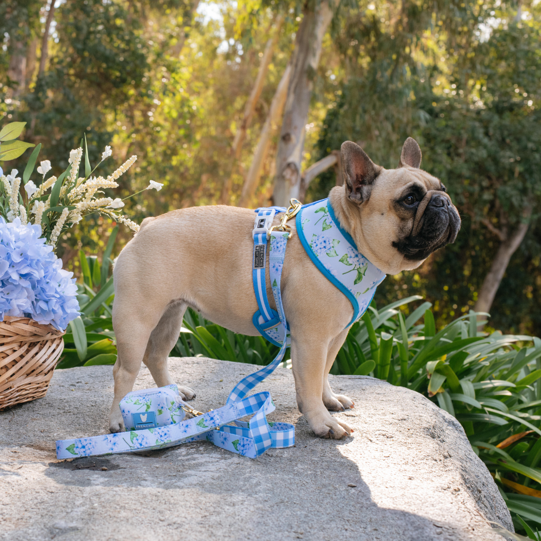 Frenchie Duo Reversible Harness - Hydrangea from Frenchie Bulldog