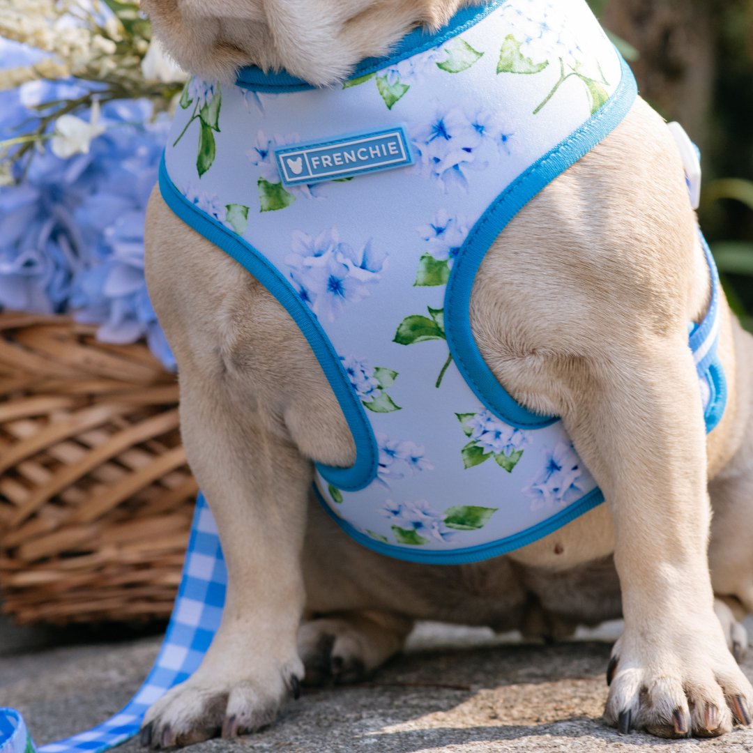 Frenchie Duo Reversible Harness - Hydrangea from Frenchie Bulldog