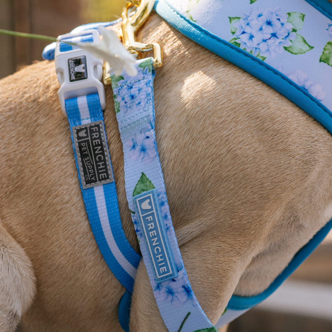 Frenchie Duo Reversible Harness - Hydrangea from Frenchie Bulldog