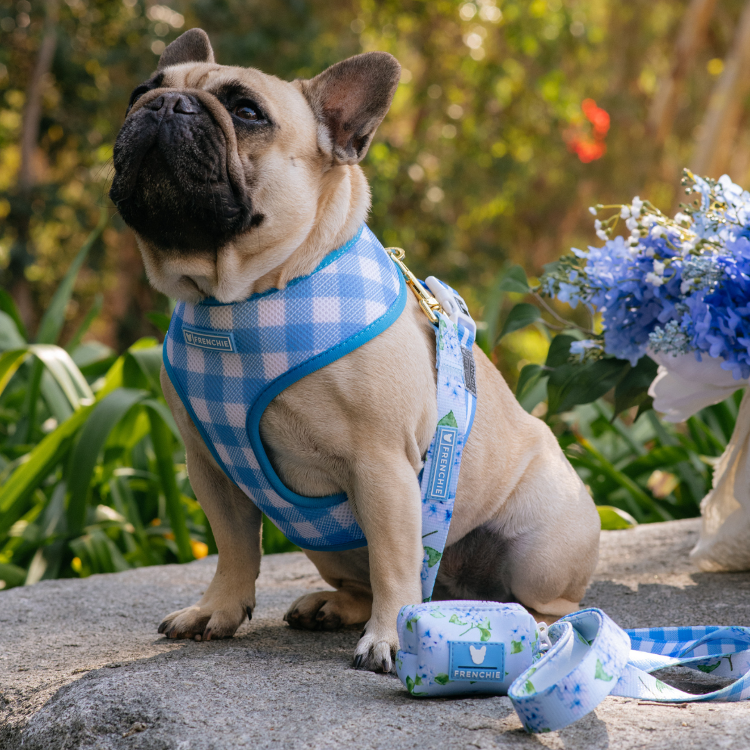 Frenchie Duo Reversible Harness - Hydrangea from Frenchie Bulldog