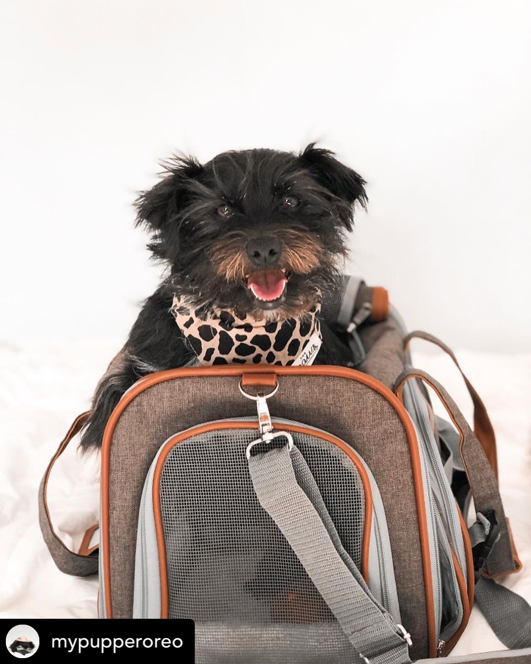 Mr. Peanut's Gold Series Standard Size Airline Compliant Pet Carrier from Mr. Peanut's Pet Carriers