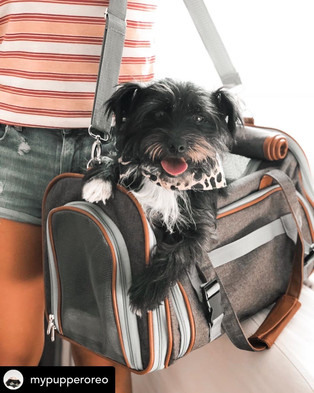 Mr. Peanut's Gold Series Mini Size Airline Compliant Expandable Pet Carrier from Mr. Peanut's Pet Carriers