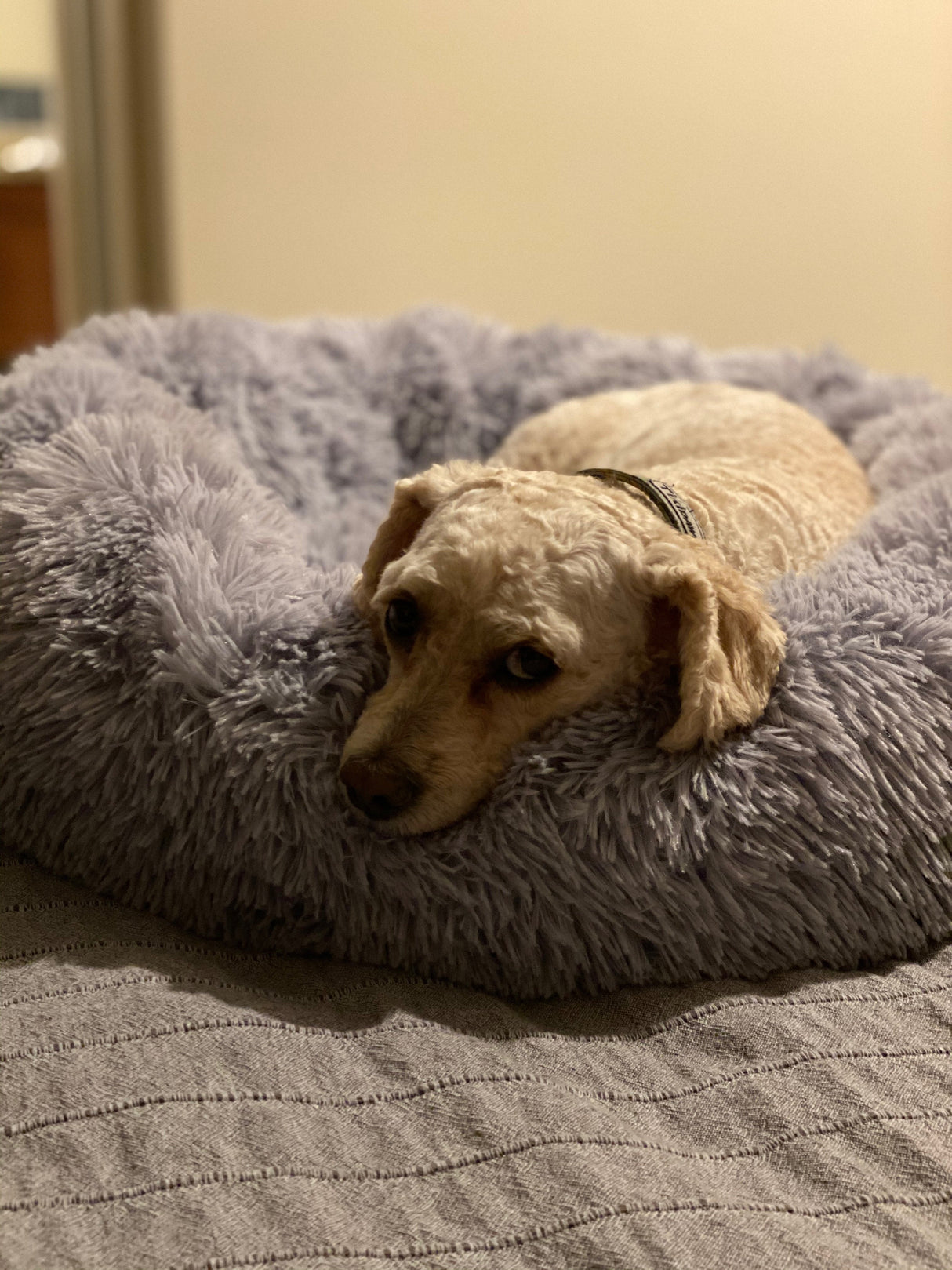 Mr. Peanut's 28" OrthoPlush® Pet Bed - Snowflake White Two Tone from Mr. Peanut's Pet Carriers