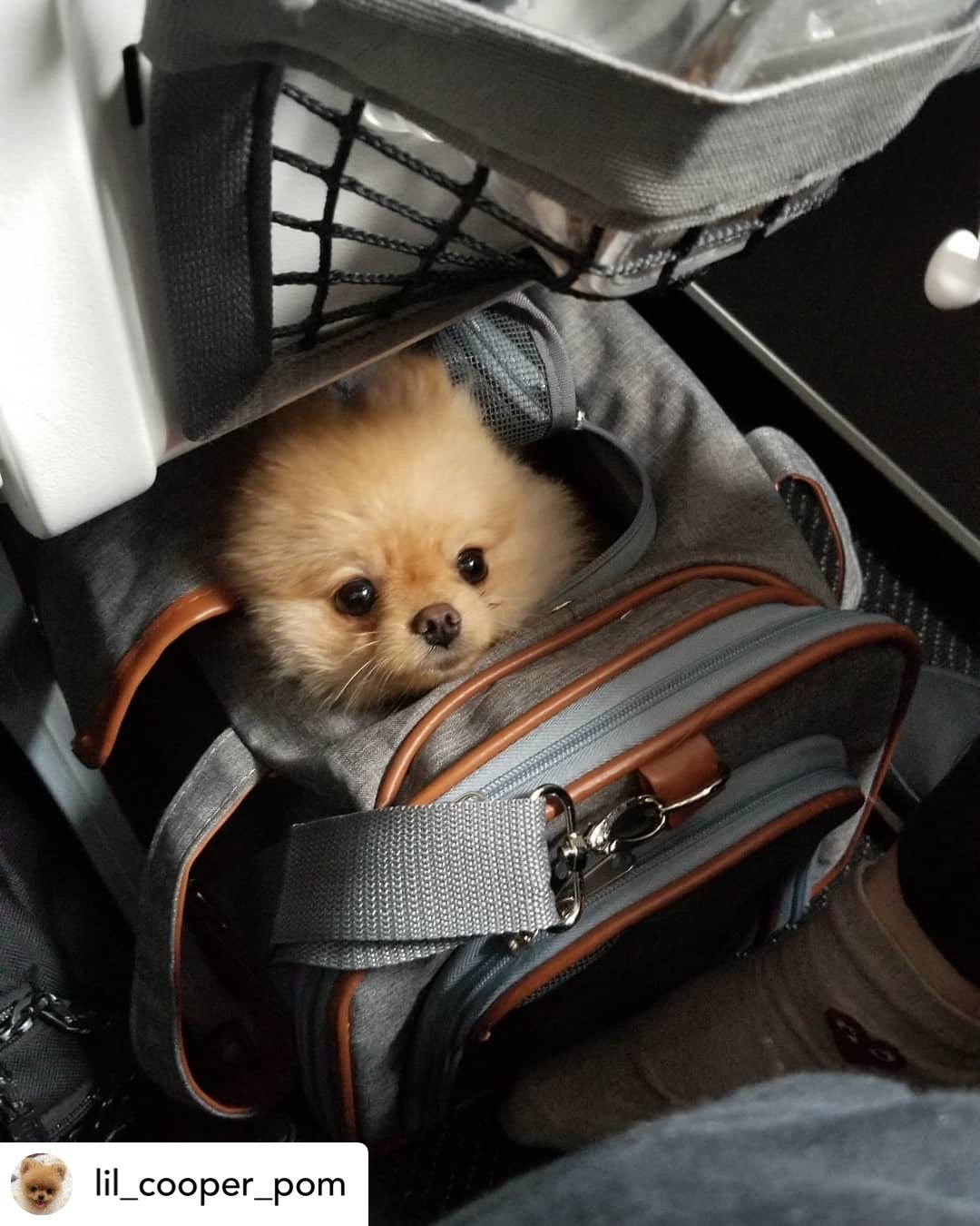 Mr. Peanut's Gold Series Standard Size Airline Compliant Expandable Pet Carrier from Mr. Peanut's Pet Carriers