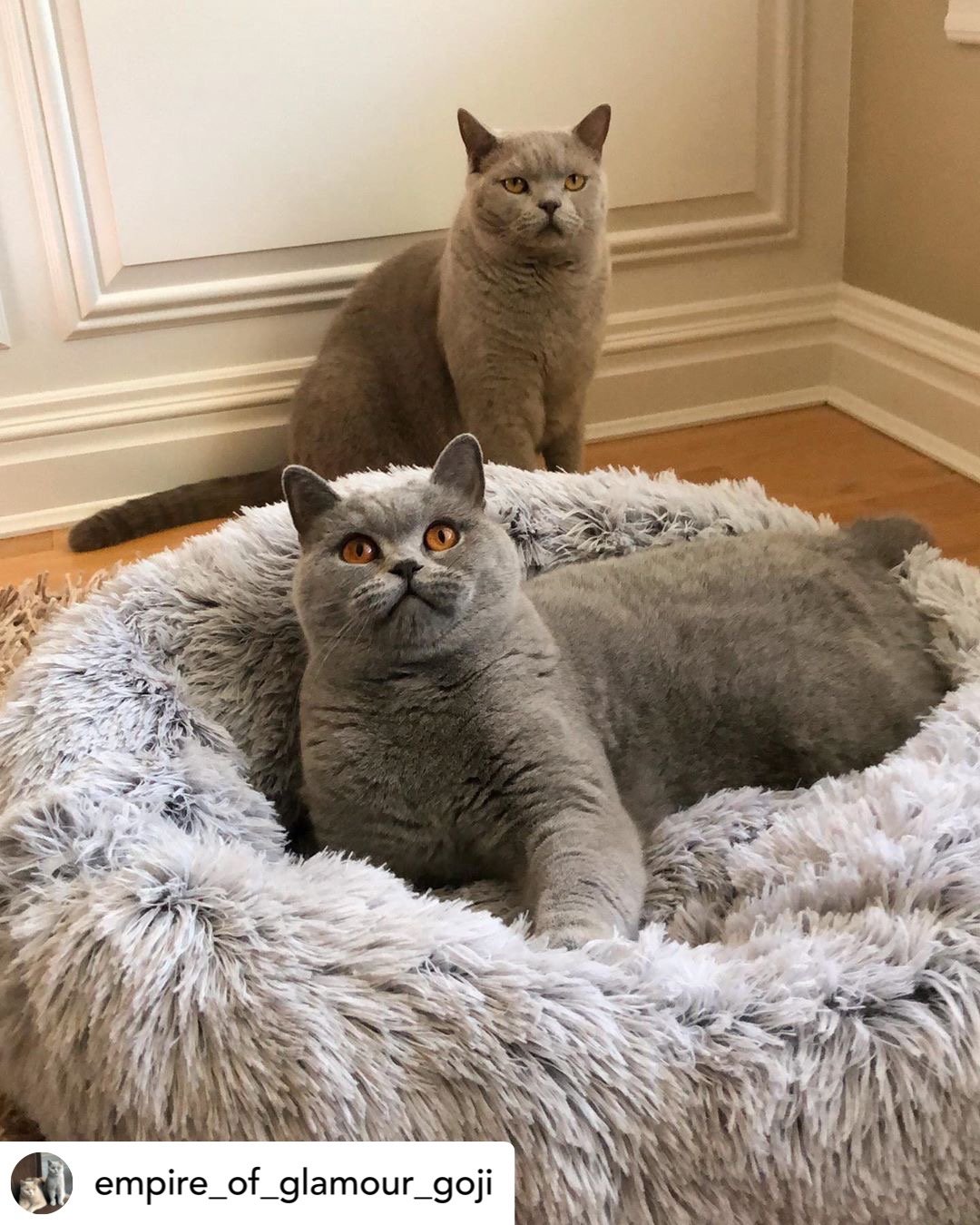 Mr. Peanut's 23" OrthoPlush® Pet Bed - Gray Two Tone from Mr. Peanut's Pet Carriers