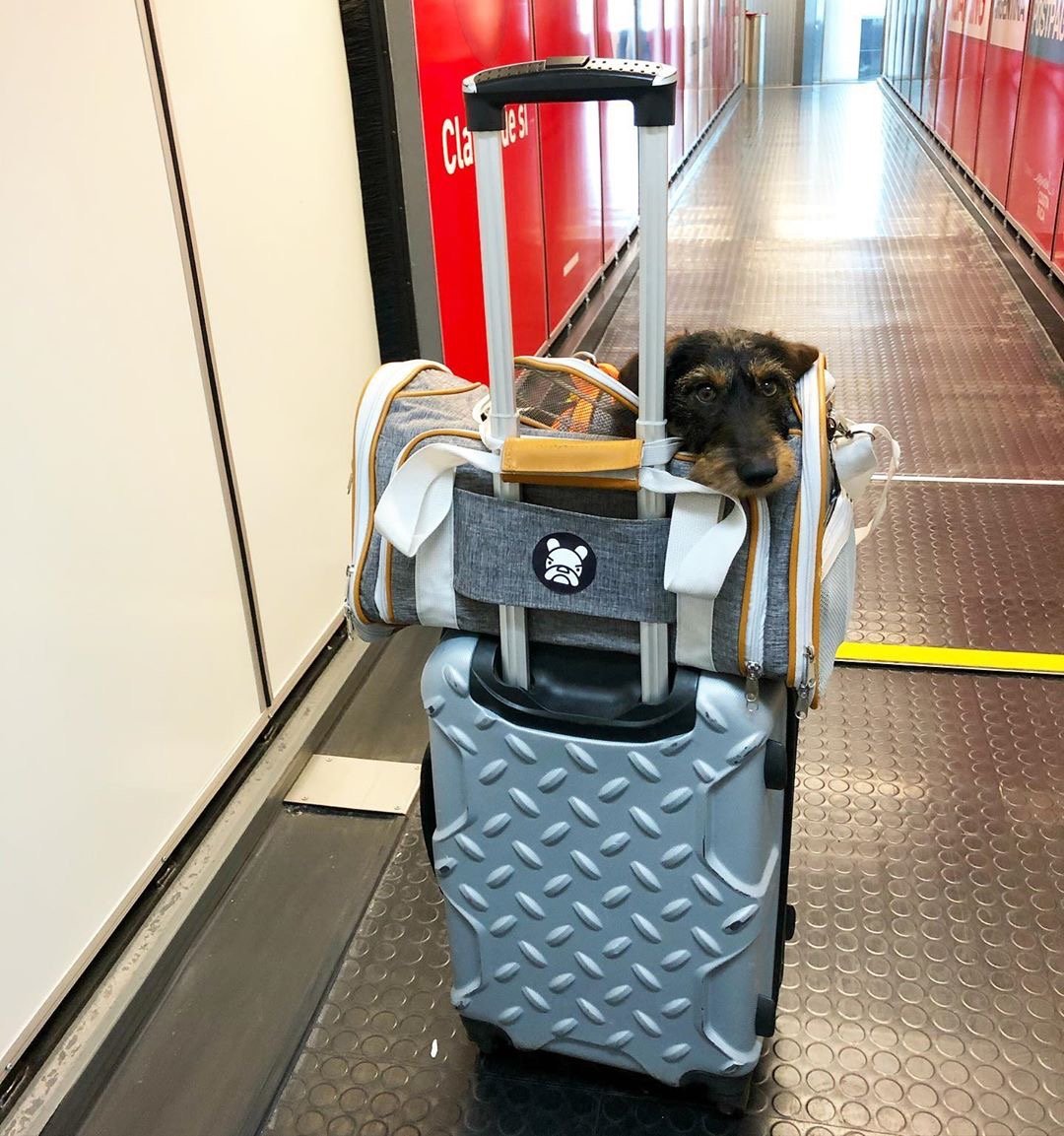 Mr. Peanut's Platinum Series Expandable Pet Carrier from Mr. Peanut's Pet Carriers