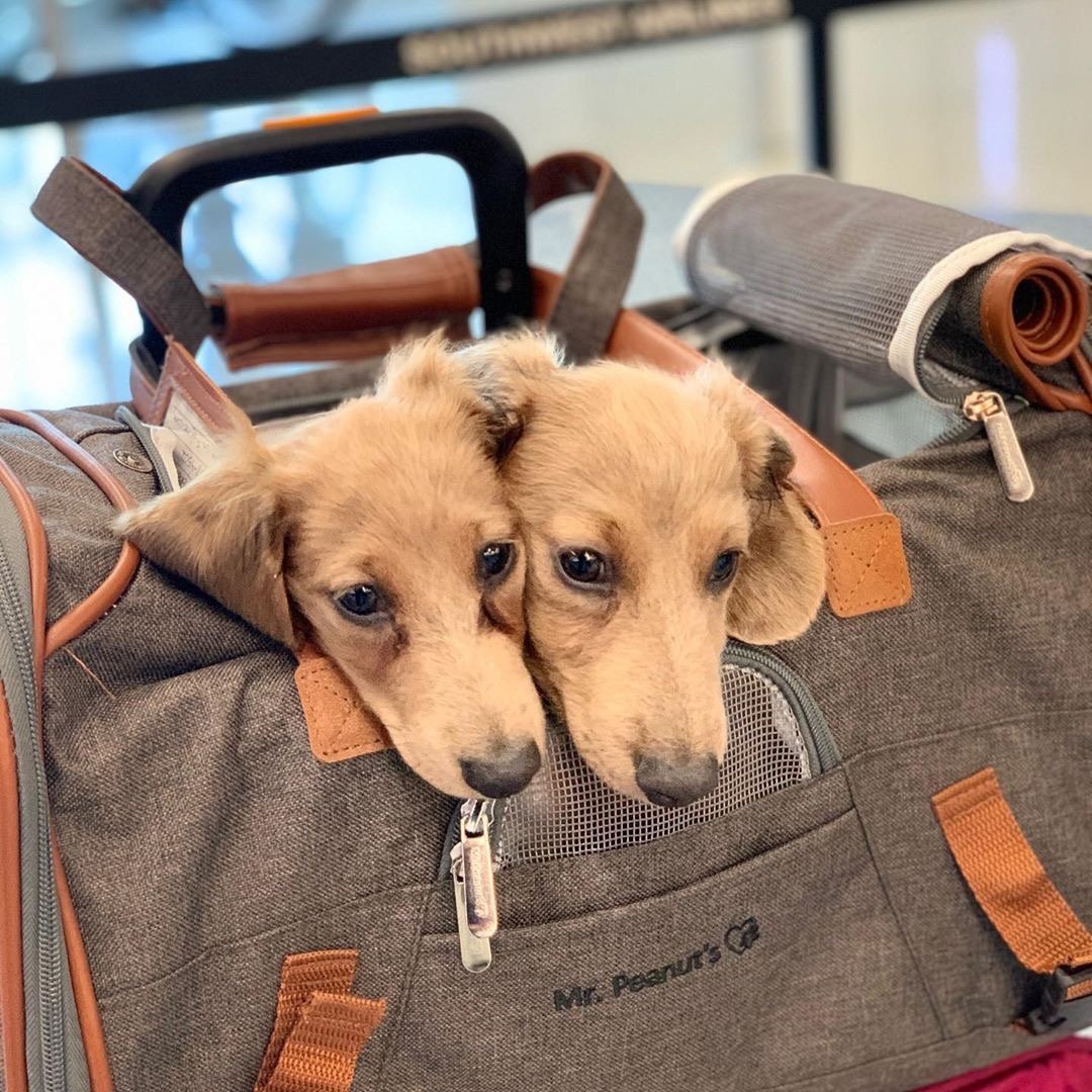 Mr. Peanut's Gold Series Standard Size Airline Compliant Expandable Pet Carrier from Mr. Peanut's Pet Carriers