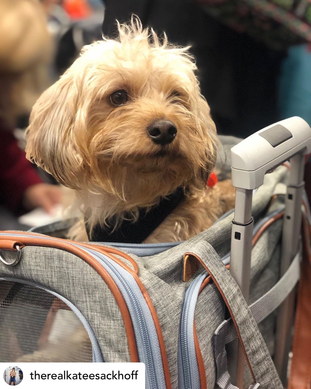 Mr. Peanut's Platinum Series Expandable Pet Carrier from Mr. Peanut's Pet Carriers