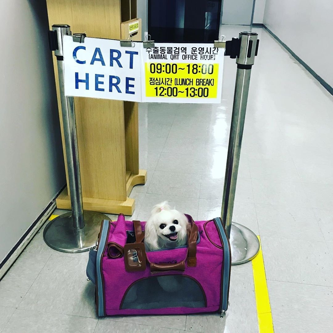 Mr. Peanut's Platinum Series Double Expandable Pet Carrier from Mr. Peanut's Pet Carriers