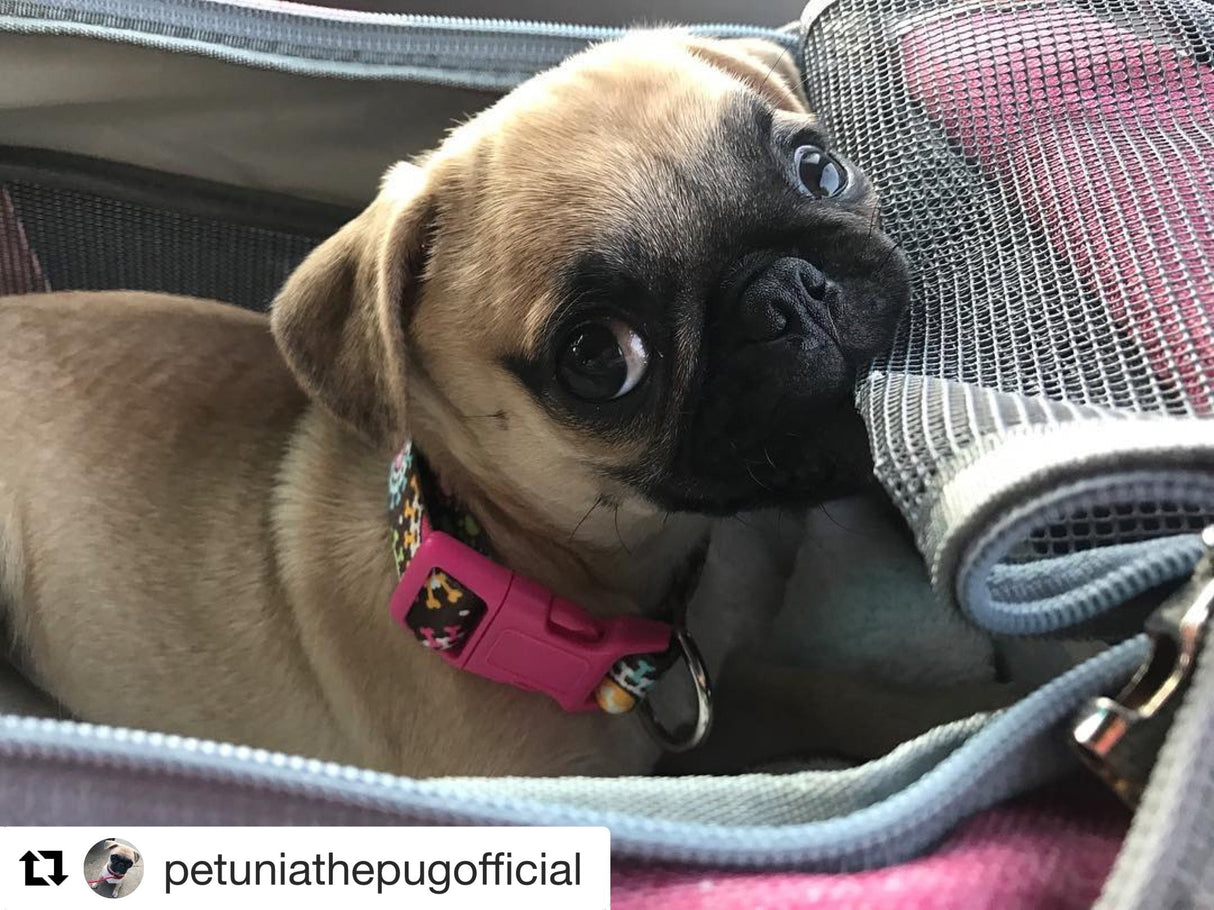 Mr. Peanut's Gold Series Standard Size Airline Compliant Pet Carrier from Mr. Peanut's Pet Carriers