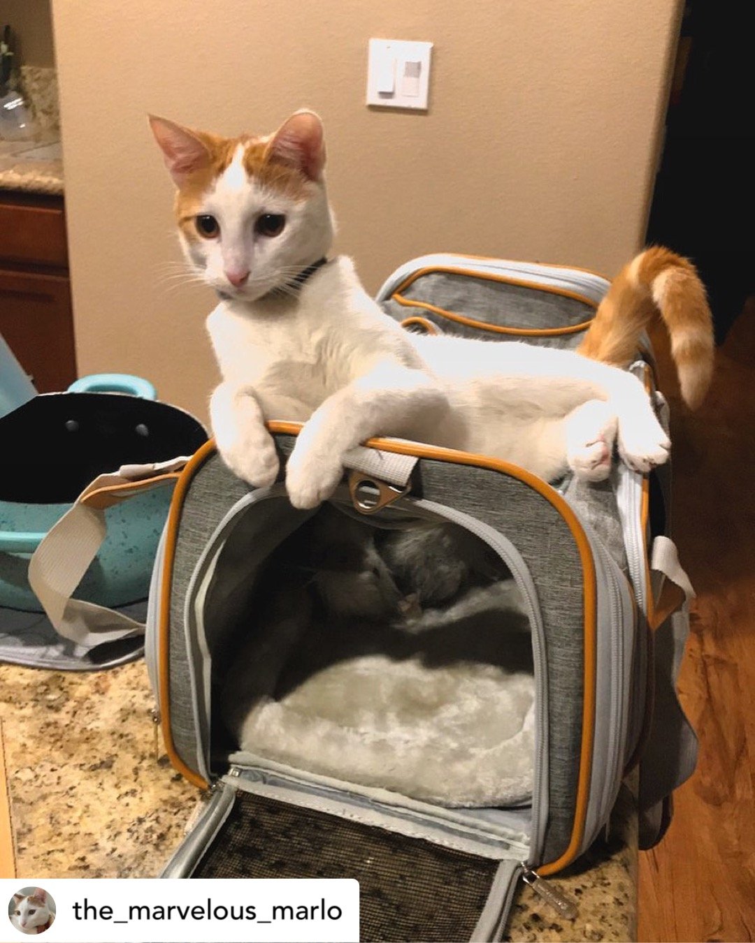 Mr. Peanut's Gold Series Standard Size Airline Compliant Expandable Pet Carrier from Mr. Peanut's Pet Carriers