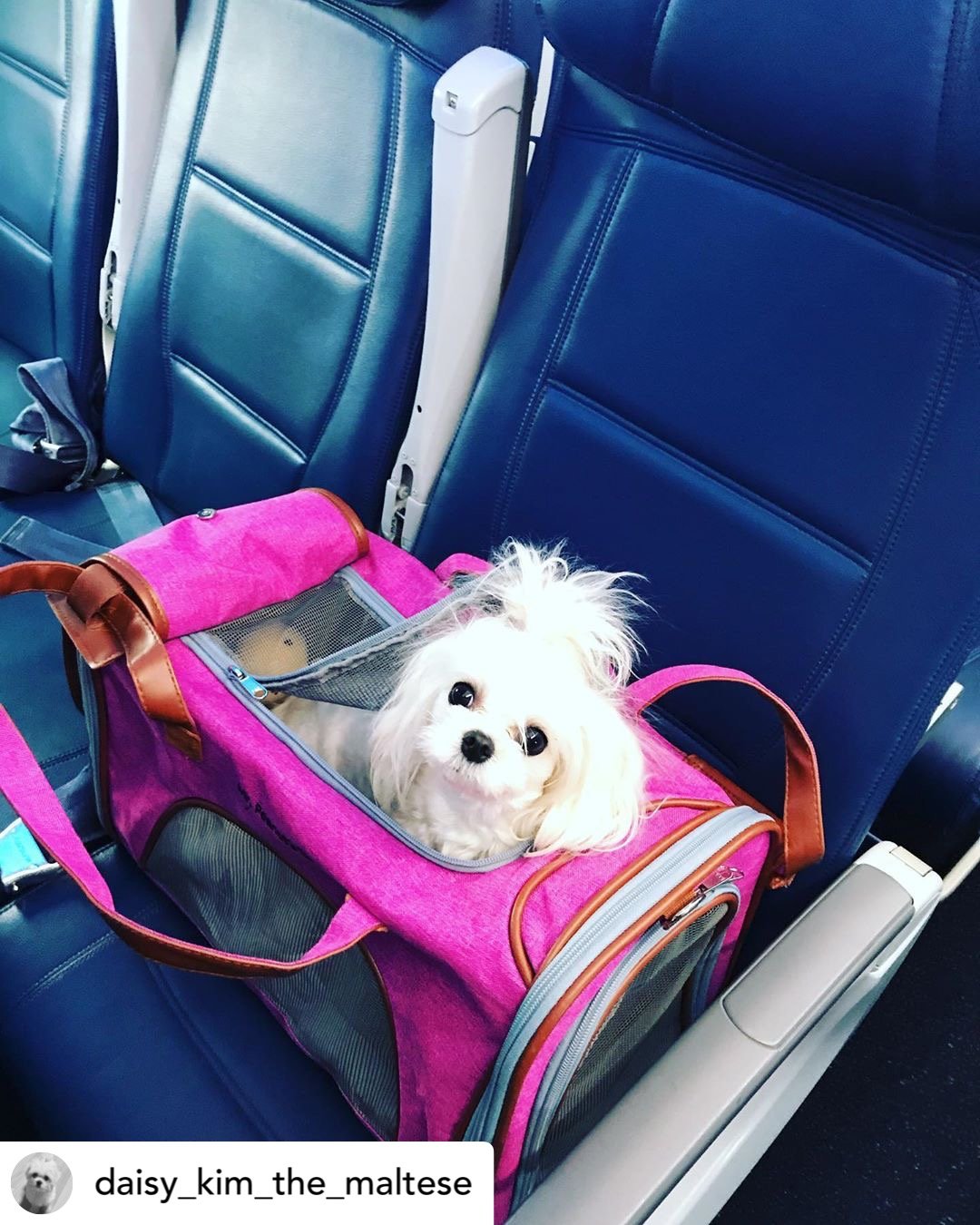 Mr. Peanut's Gold Series Standard Size Airline Compliant Expandable Pet Carrier from Mr. Peanut's Pet Carriers