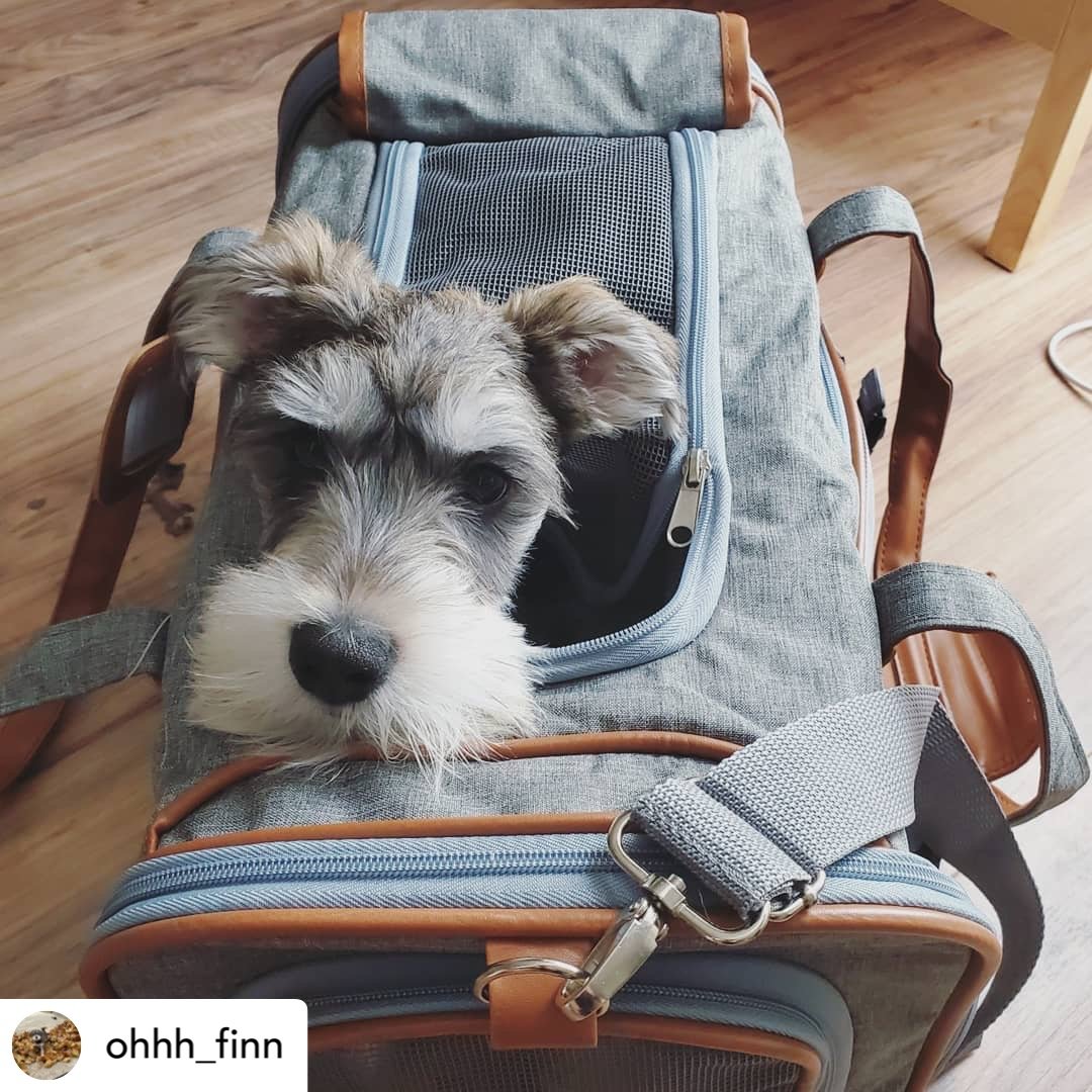 Mr. Peanut's Gold Series Standard Size Airline Compliant Expandable Pet Carrier from Mr. Peanut's Pet Carriers