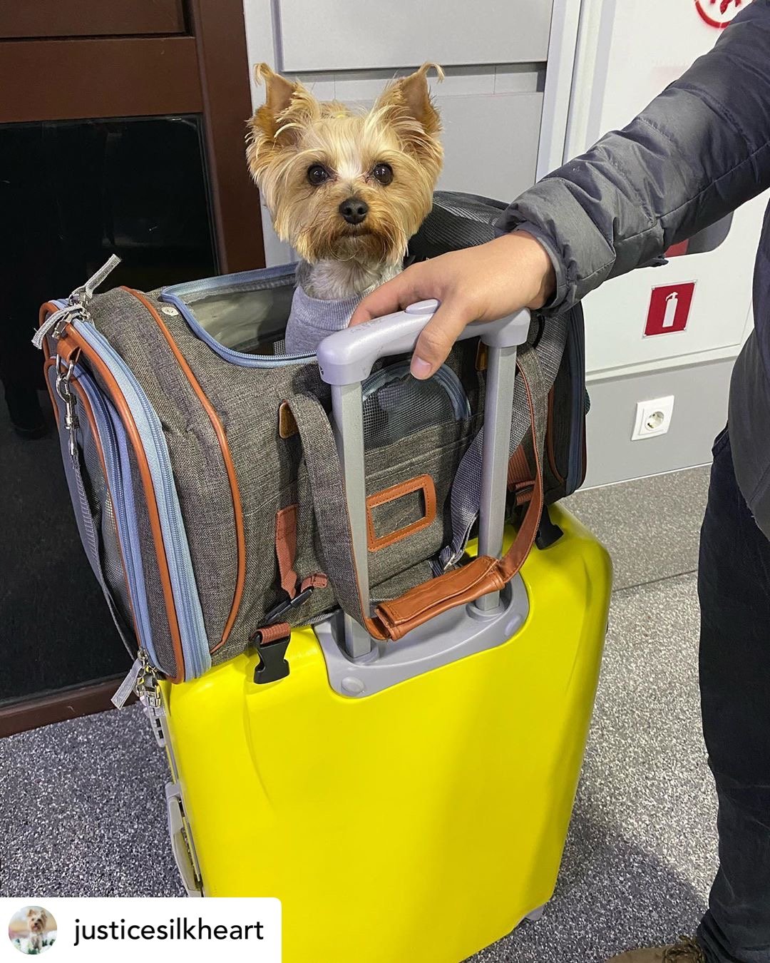 Mr. Peanut's Gold Series Standard Size Airline Compliant Expandable Pet Carrier from Mr. Peanut's Pet Carriers