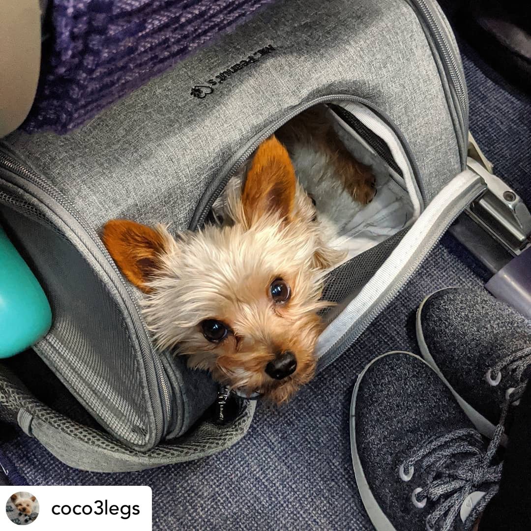 Mr. Peanut's Gold Series Standard Size Airline Compliant Expandable Pet Carrier from Mr. Peanut's Pet Carriers