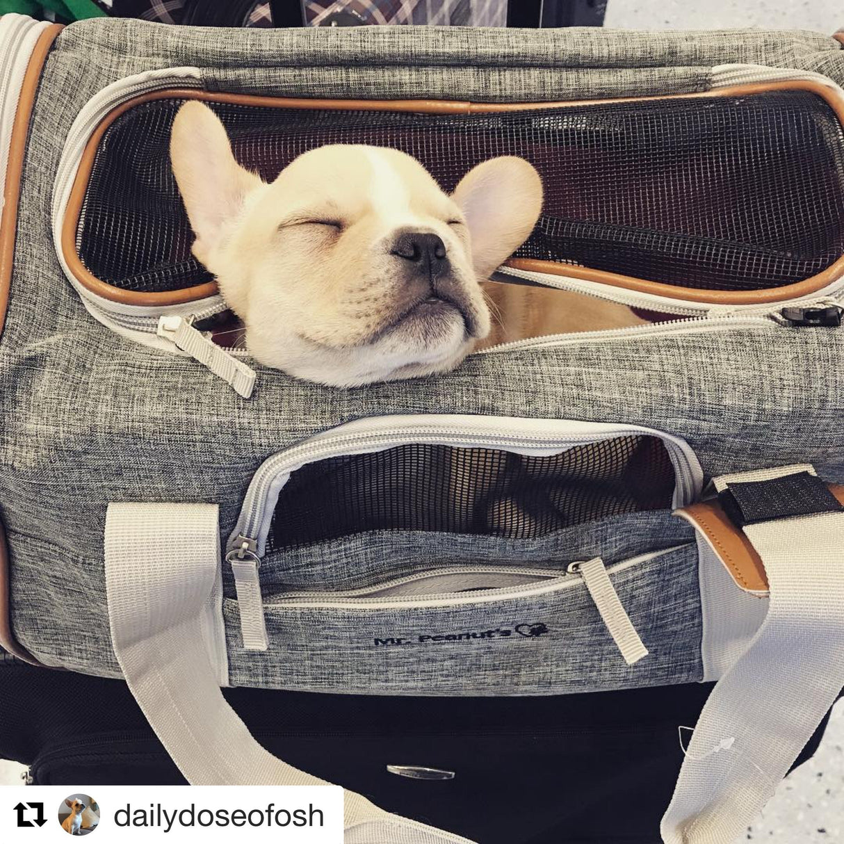 Mr. Peanut's Platinum Series Double Expandable Pet Carrier from Mr. Peanut's Pet Carriers