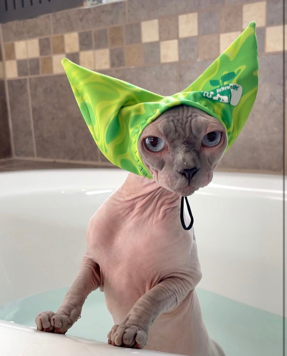 4-ALL PETS SHOWER / EAR / SUN CAP! from ReNewedPet