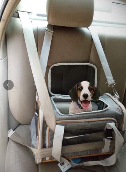 Mr. Peanut's Platinum Series Expandable Pet Carrier from Mr. Peanut's Pet Carriers