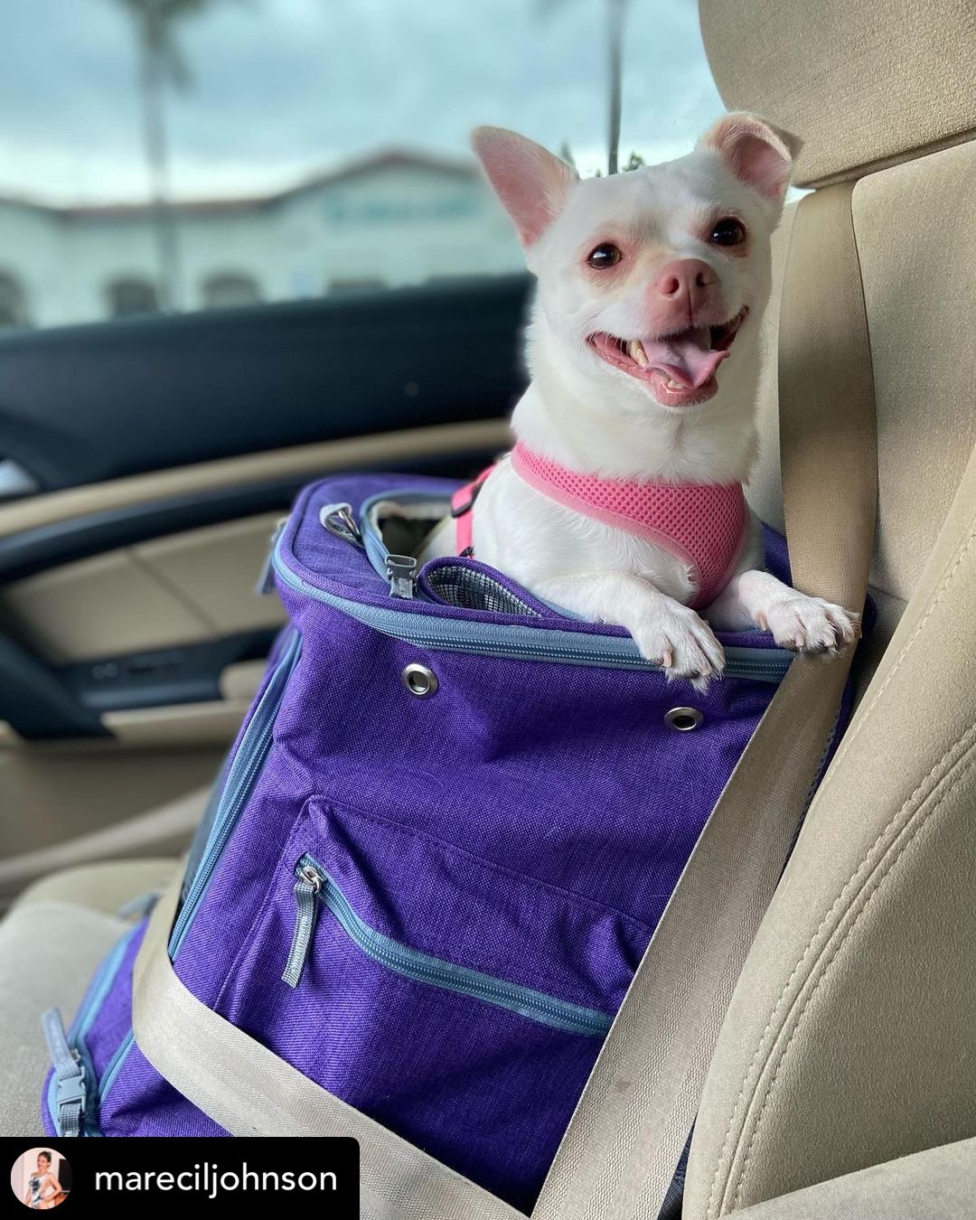 Mr. Peanut's Vancouver Series Backpack Pet Carrier for Smaller Cats and Dogs from Mr. Peanut's Pet Carriers