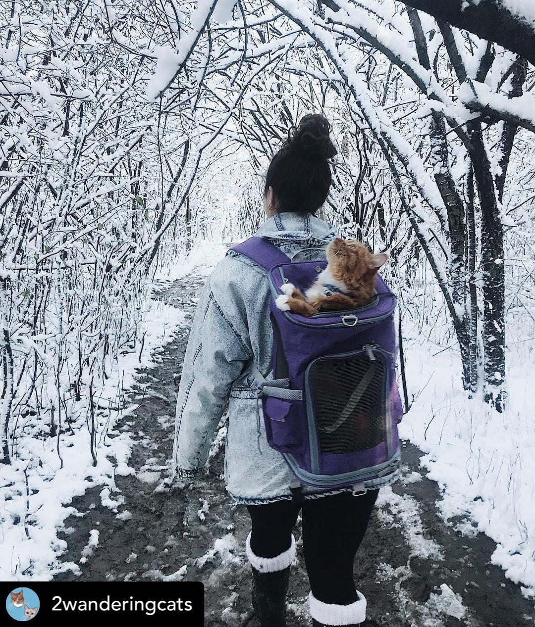 Mr. Peanut's Vancouver Series Backpack Pet Carrier for Smaller Cats and Dogs from Mr. Peanut's Pet Carriers