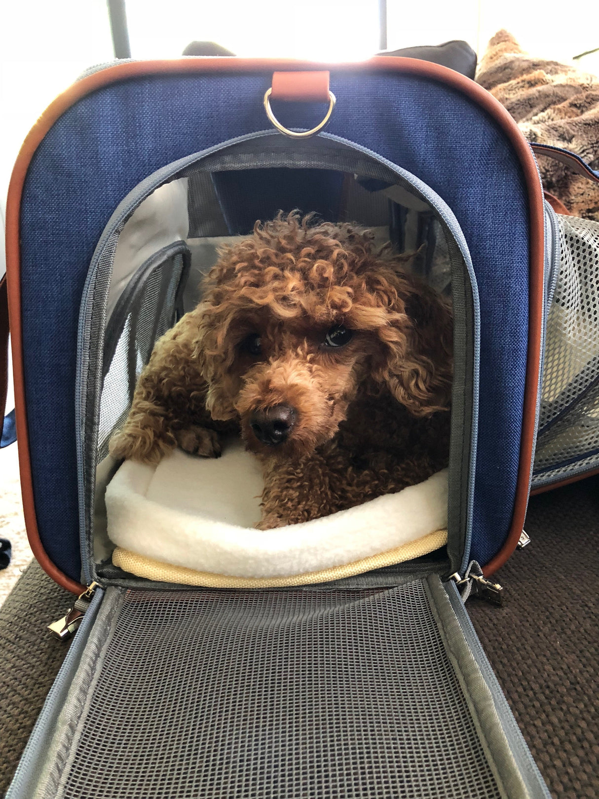 Mr. Peanut's Gold Series Big Apple XL Size Airline Compliant Expandable Pet Carrier from Mr. Peanut's Pet Carriers