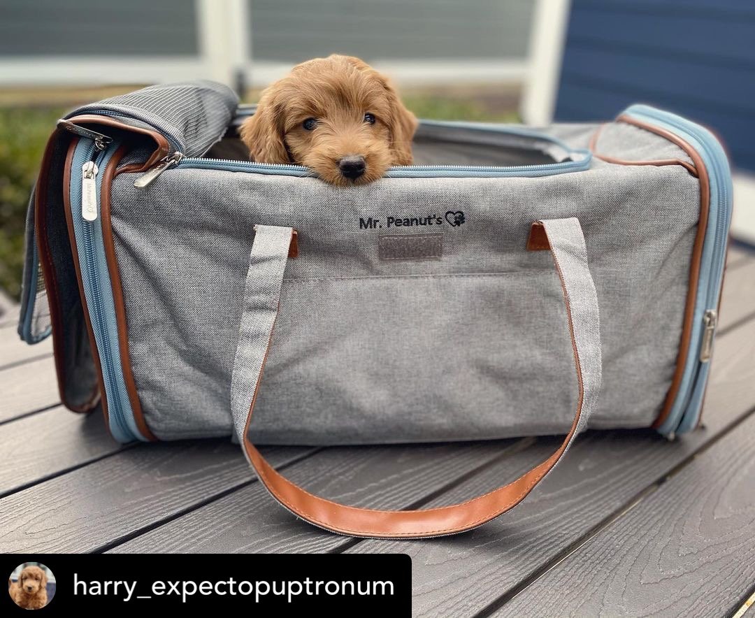 Mr. Peanut's Gold Series Big Apple XL Size Airline Compliant Expandable Pet Carrier from Mr. Peanut's Pet Carriers