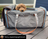 Mr. Peanut's Gold Series Big Apple XL Size Airline Compliant Expandable Pet Carrier from Mr. Peanut's Pet Carriers