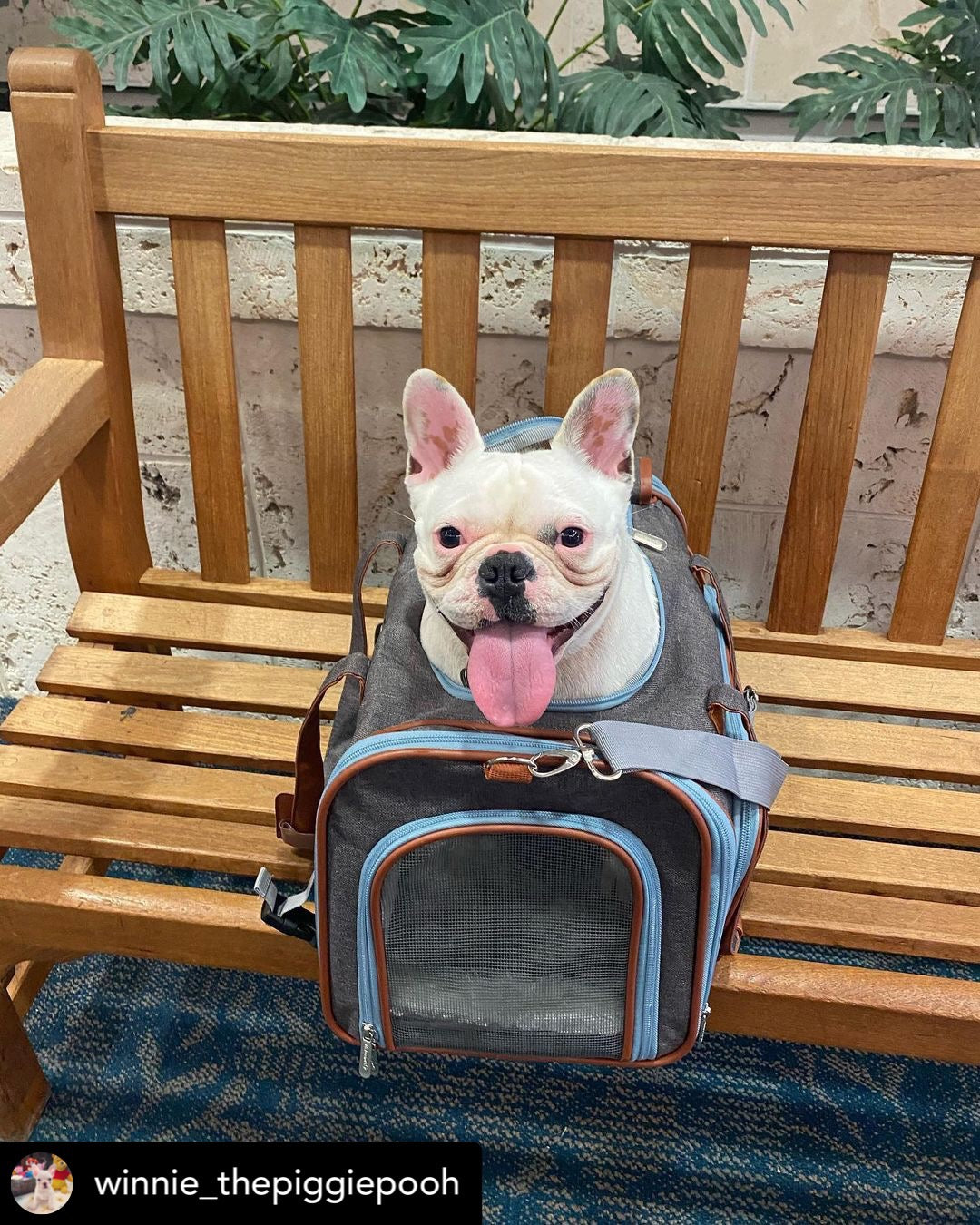Mr. Peanut's Gold Series Big Apple XL Size Airline Compliant Double Expandable Pet Carrier from Mr. Peanut's Pet Carriers