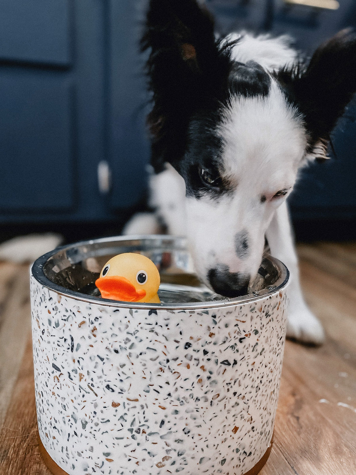 Terrazzo Modern Elevated Dog Bowl from Pet Junkie