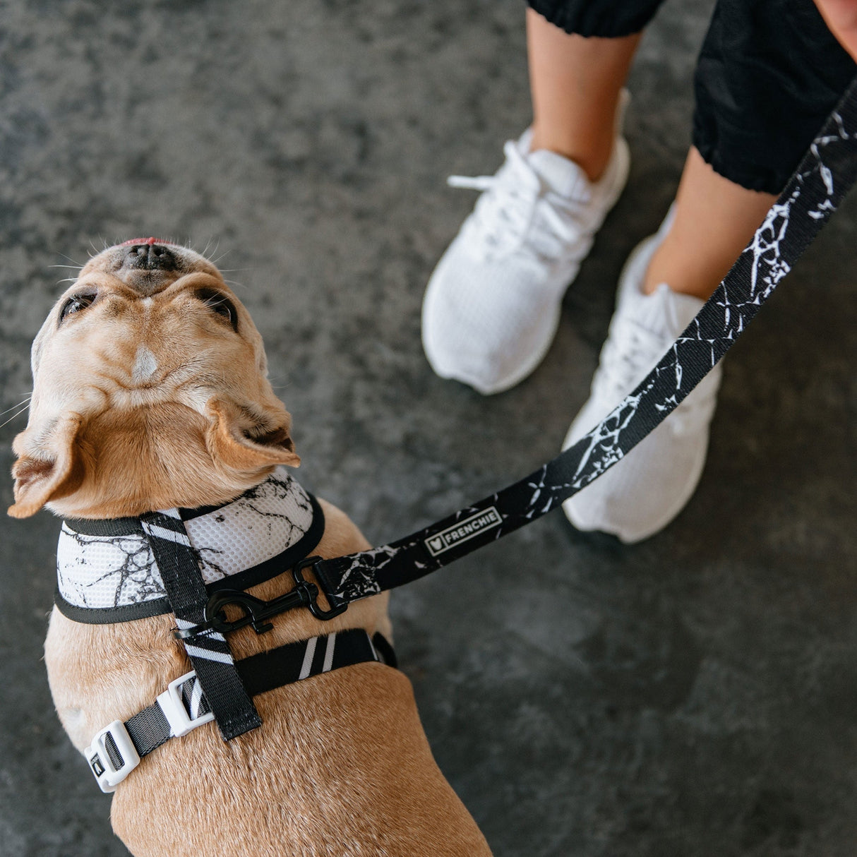 Frenchie Duo Reversible Harness - Black Marble from Frenchie Bulldog