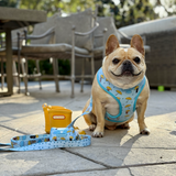 Frenchie Comfort Leash - It's Raining Frenchies from Frenchie Bulldog