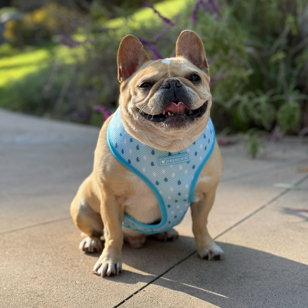 Frenchie Duo Reversible Harness - It's Raining Frenchies from Frenchie Bulldog