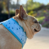Frenchie Duo Reversible Harness - It's Raining Frenchies from Frenchie Bulldog
