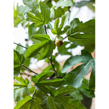 Artificial Faux Fig Leaf Stem From Rustic Reach