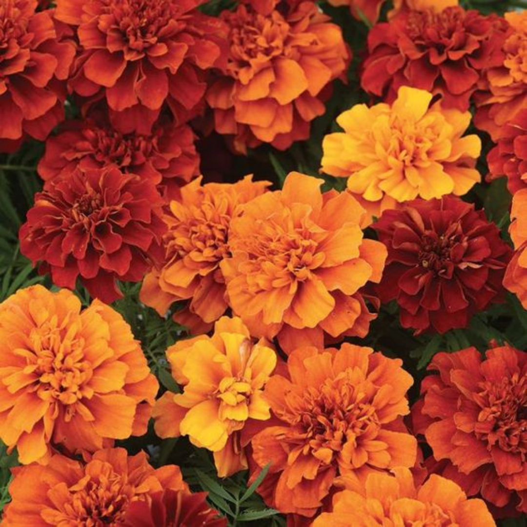 Jasmine Sambac + Marigold from Wicked Good Perfume