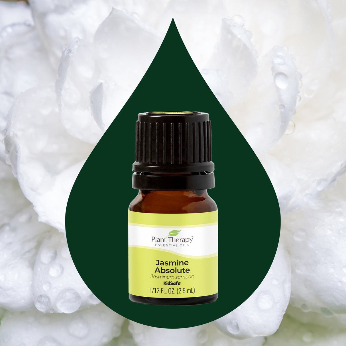 Jasmine Sambac Absolute from Plant Therapy