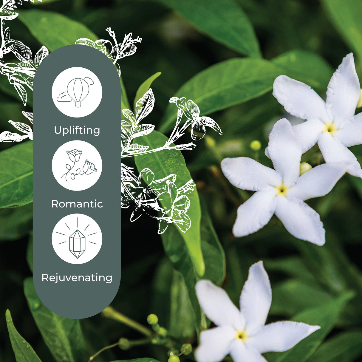 Jasmine Grandiflorum Absolute from Plant Therapy