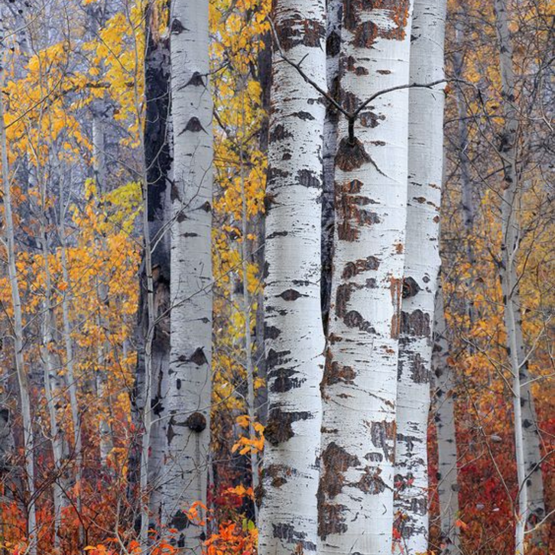 Birch Black Pepper from Wicked Good Perfume