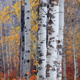 Birch Black Pepper from Wicked Good Perfume