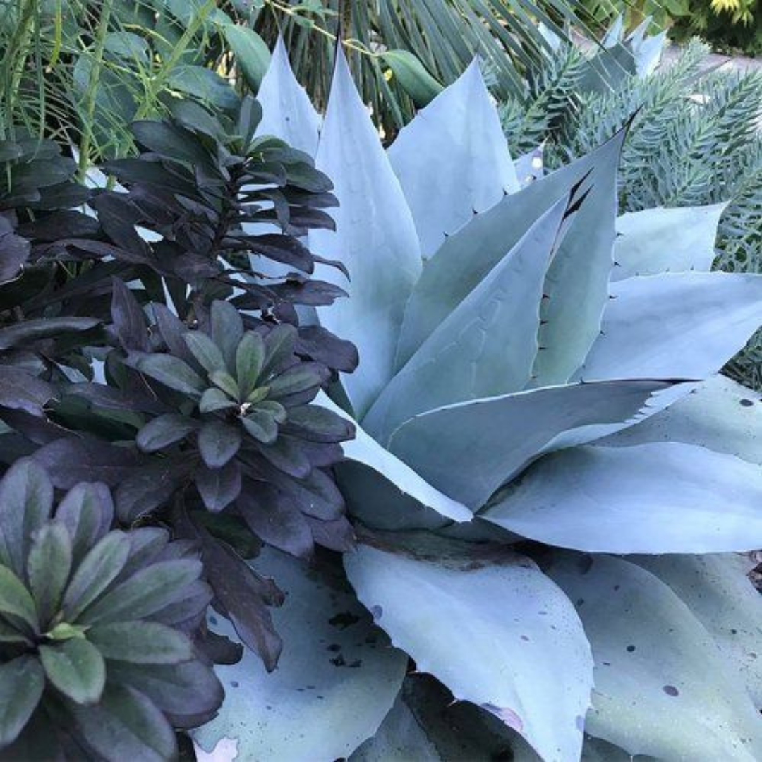 Blue Agave + Cacao from Wicked Good Perfume