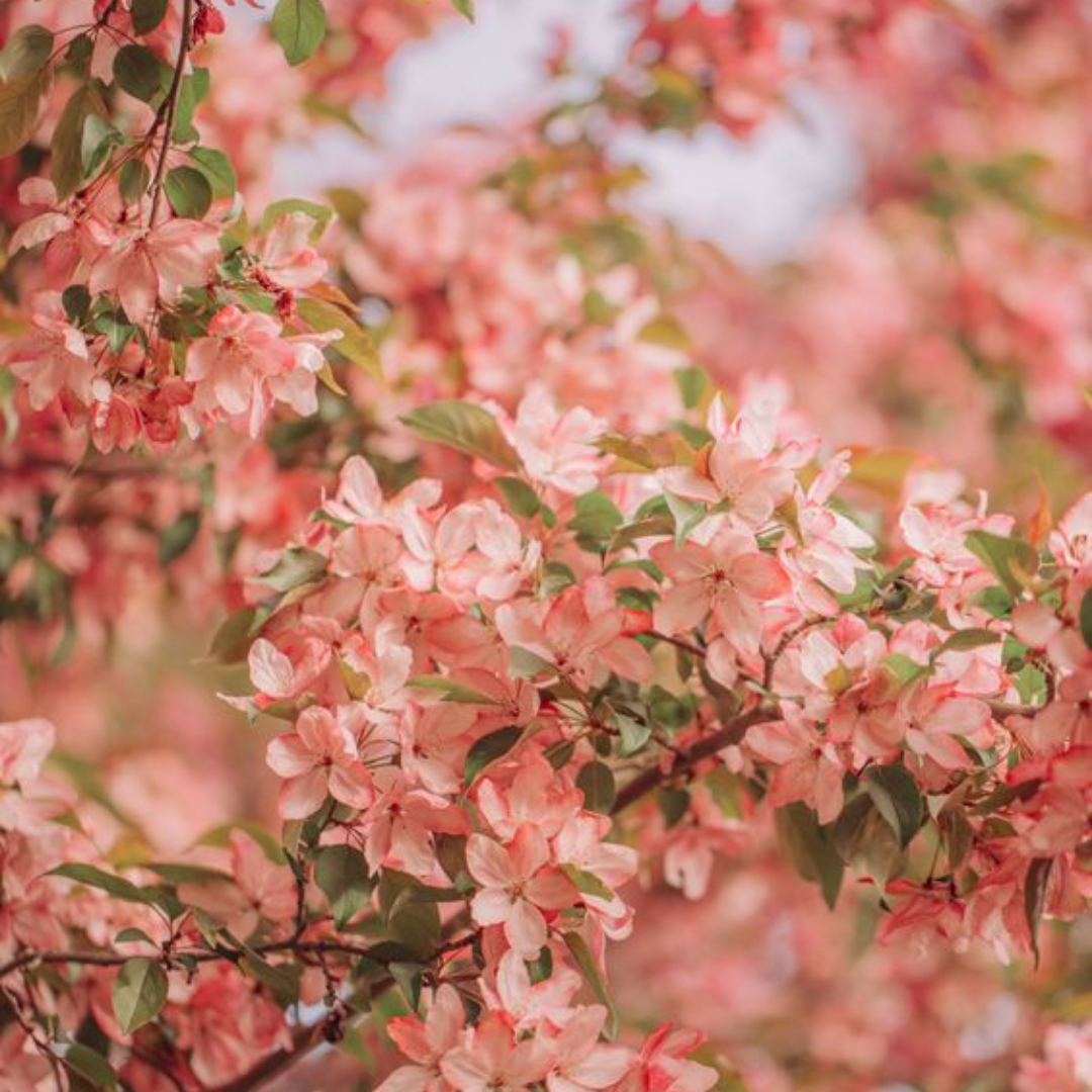 Nashi Blossom from Wicked Good Perfume