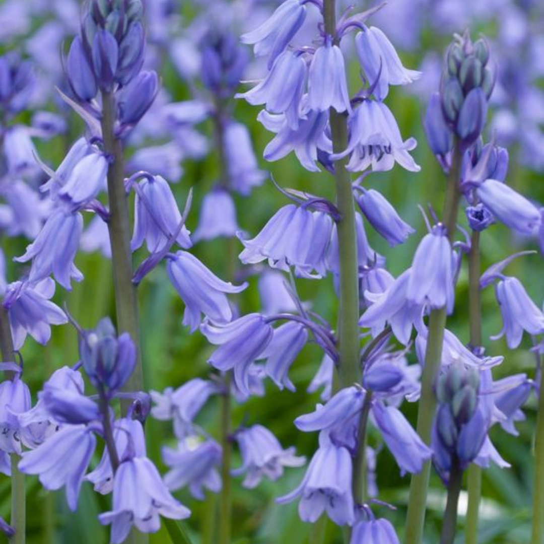 Wild Bluebell from Wicked Good Perfume