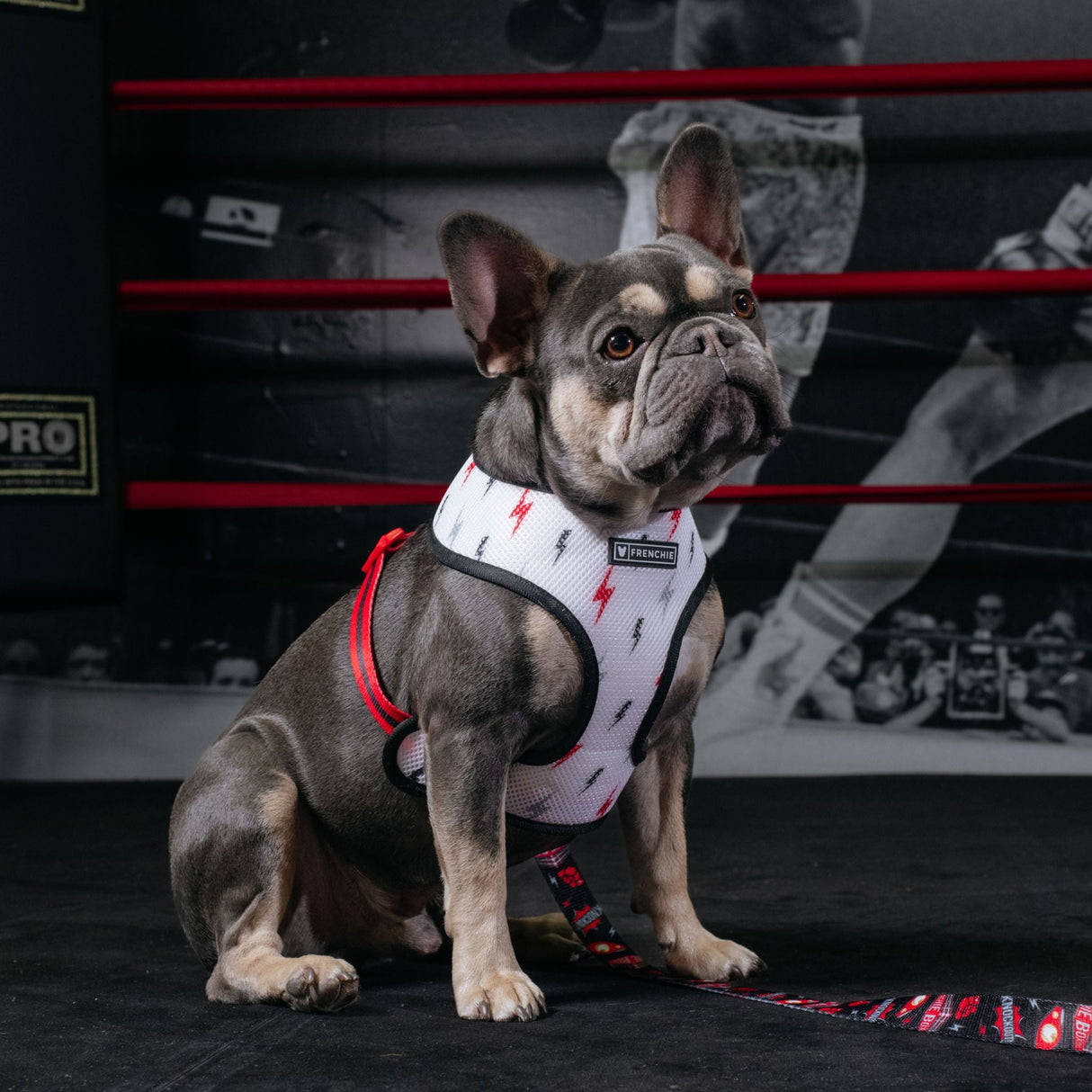 Frenchie Duo Reversible Harness - Knockout from Frenchie Bulldog