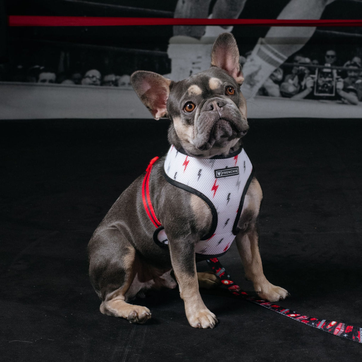 Frenchie Duo Reversible Harness - Knockout from Frenchie Bulldog