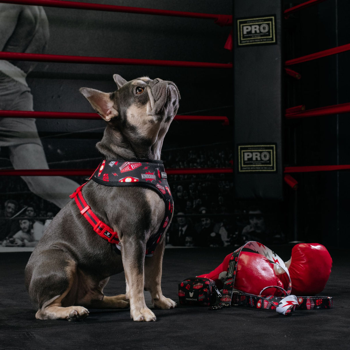 Frenchie Duo Reversible Harness - Knockout from Frenchie Bulldog